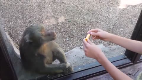 persons play trick with monkeys.