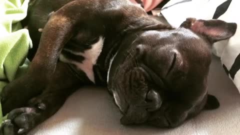 snoring dog (French bulldog)