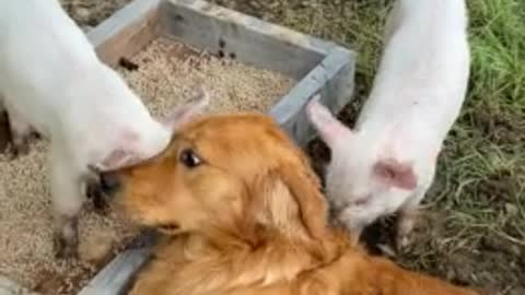 Agreeable pup meets his new pig companions