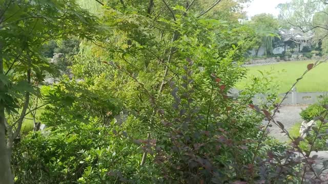 Elder trees on this rockery