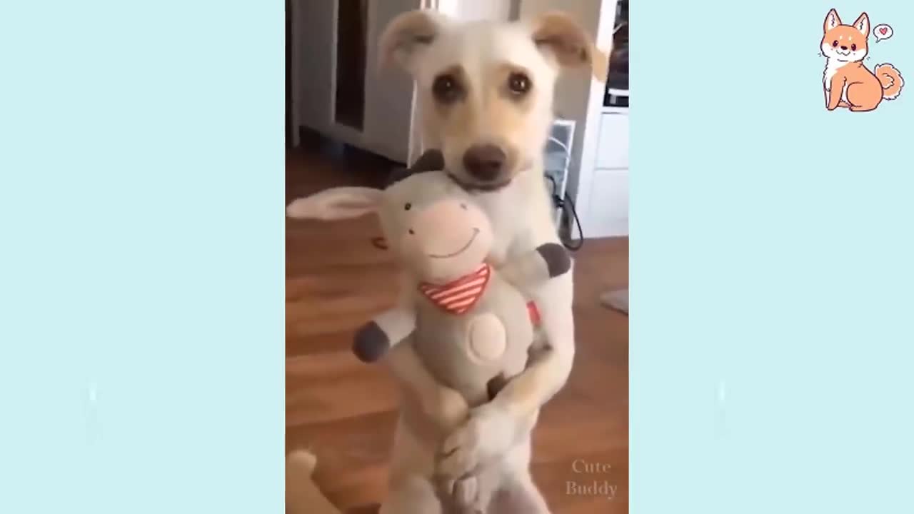 CUTE PETTY DOG