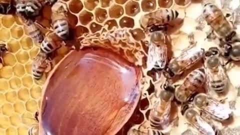 How to Get Honey Bee