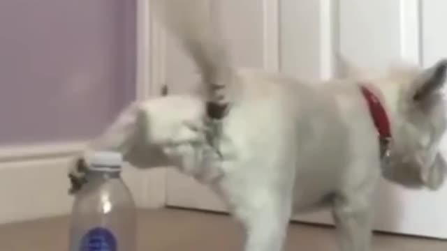 The dog opened the bottle with his foot