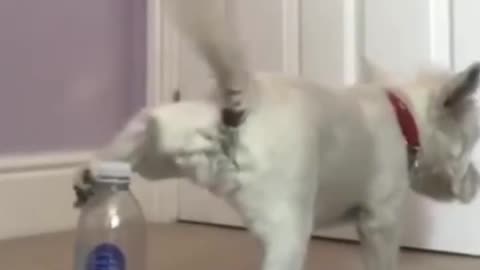 The dog opened the bottle with his foot