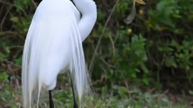 egrets