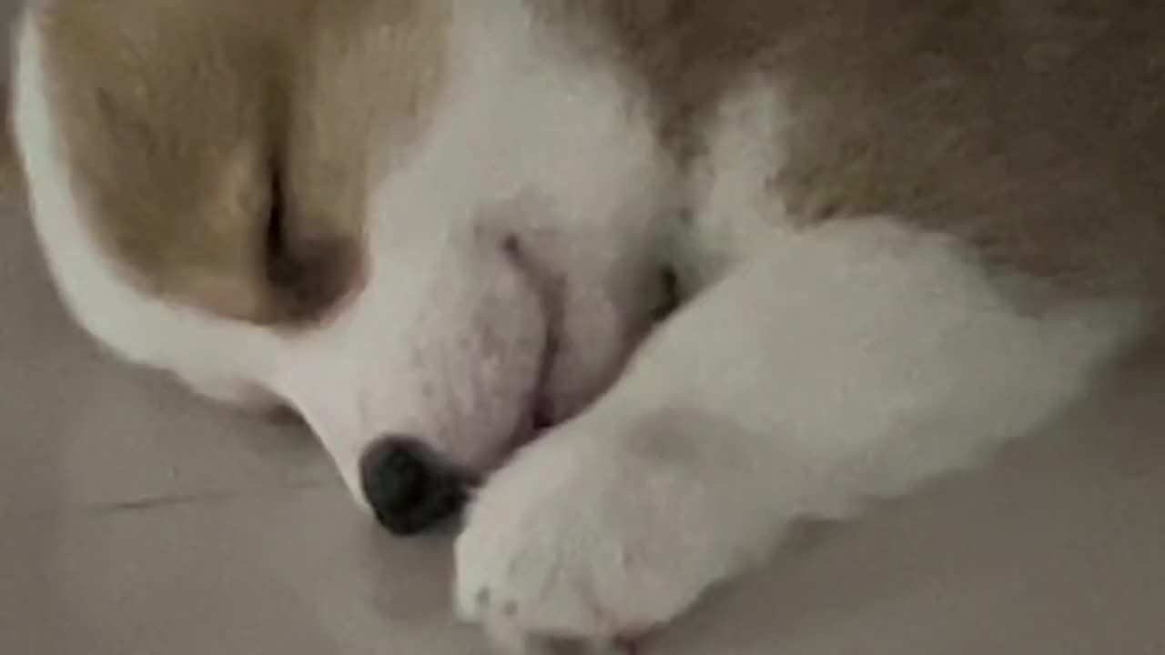 My dog is dreaming about his mother