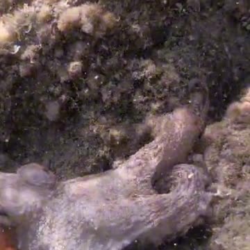 Amazing facts about octopus.