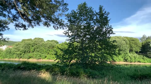 Forest & Bridge In Background