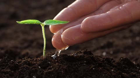 WATERING THE NATURAL CROP VIDEO