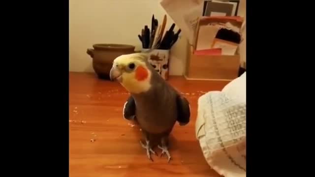 Funny Parrots || Cute and funny parrot compilation