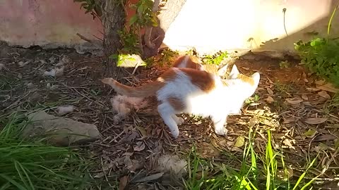 Small cats in Algeria