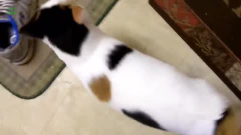 Realistic cat sound #Funny Cat