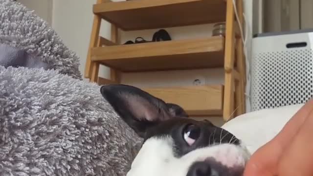 Prank the cute Boston Terrier who bothers everything