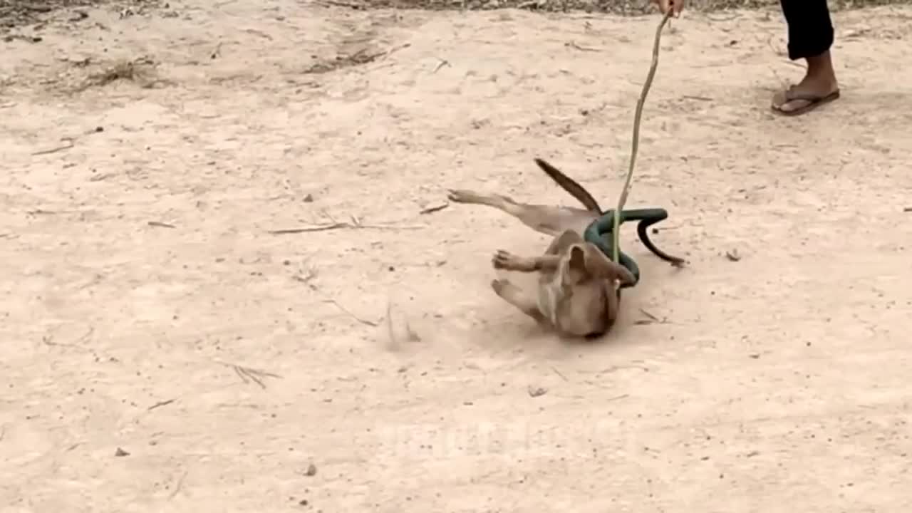 Troll prank a pretty dog
