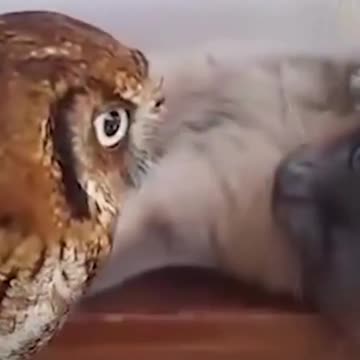 cat and 🦉🦉🦉 love