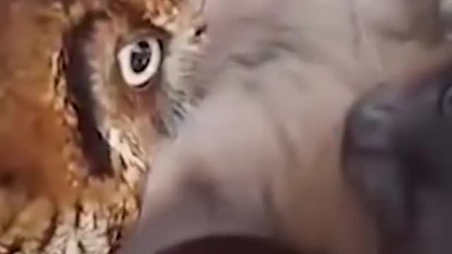 cat and 🦉🦉🦉 love