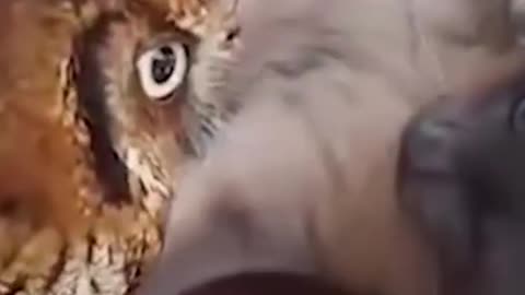 cat and 🦉🦉🦉 love