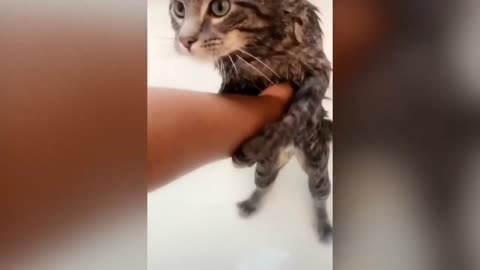 Nooooo Noooo 🐈