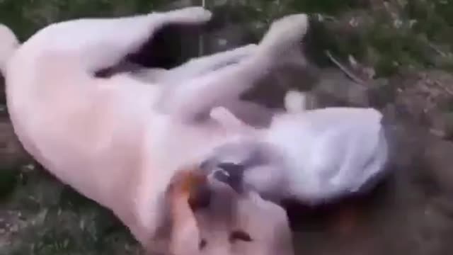 Two friends missed you Два друга соскучились
