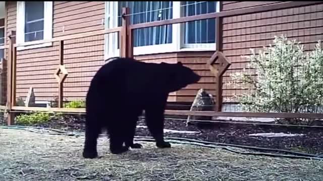 Animals Getting Shocked with Super Funny Sound Effects