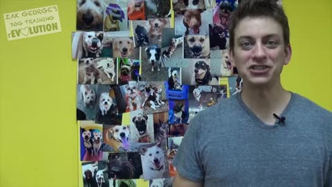 How to Train ANY DOG the Basics ( Dog traning)