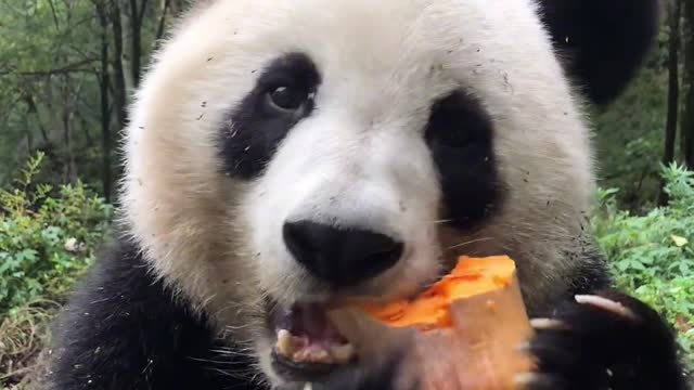 Do you know what pandas like to eat