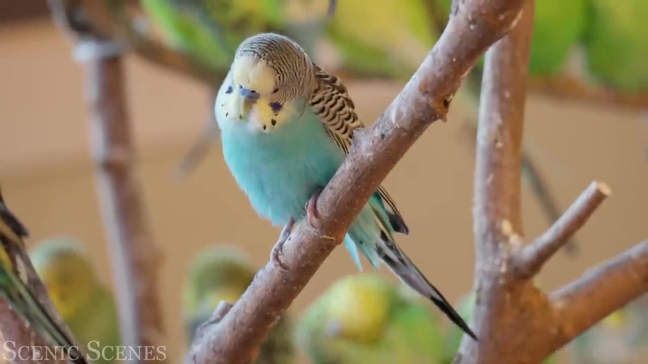 Tropical Birds with Names and Sounds in 4K - Scenic Relaxation Film