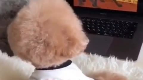 Cute dog watching cartoons - TRY NOT TO LAUGH