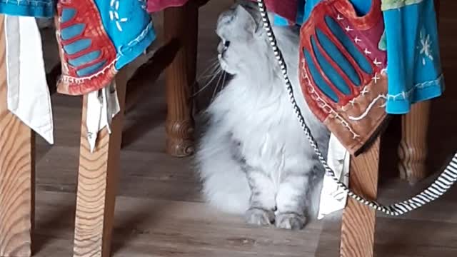 cat is having a fit