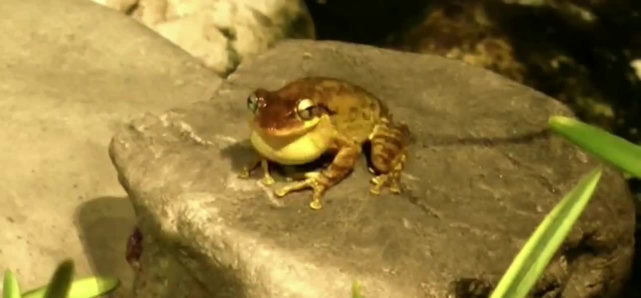 Frog Neck Reporter Is Not HUMAN!!