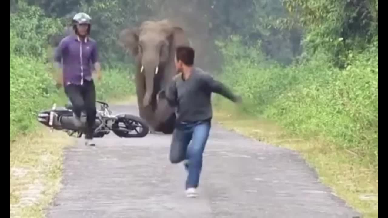 Elephant and funy video You will laugh so hard when you watch it