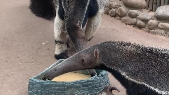 The way an anteater eats