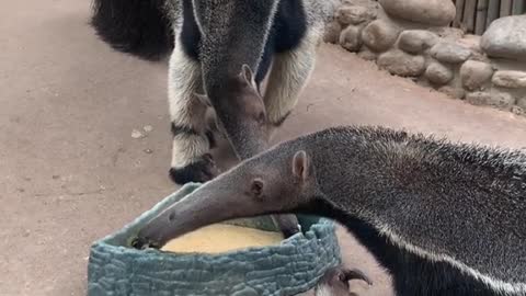 The way an anteater eats