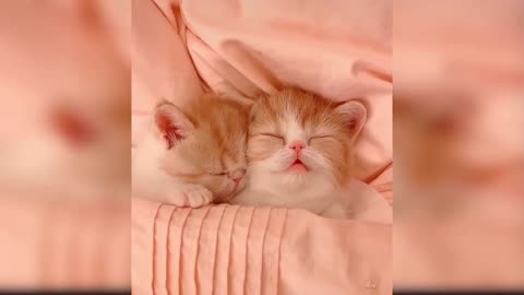 Baby Cats Funny and Cute Baby Cat Videos Compilation