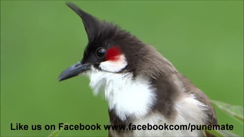 Bulbul Singing