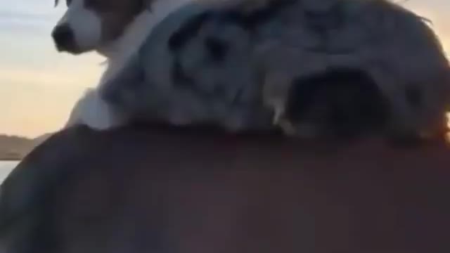 I'll protect the horse😂Check out this funny dog video!