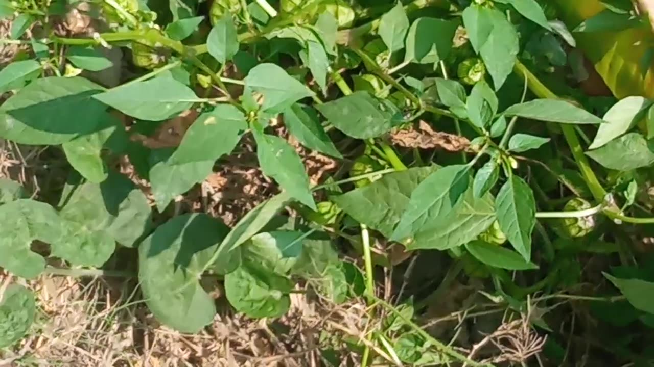 Big snake in my pond.