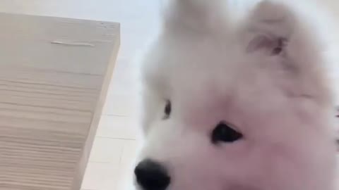 Cute baby dog