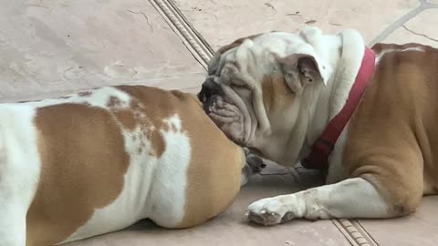 Bulldogs Enjoying Thanksgiving Their Own Way