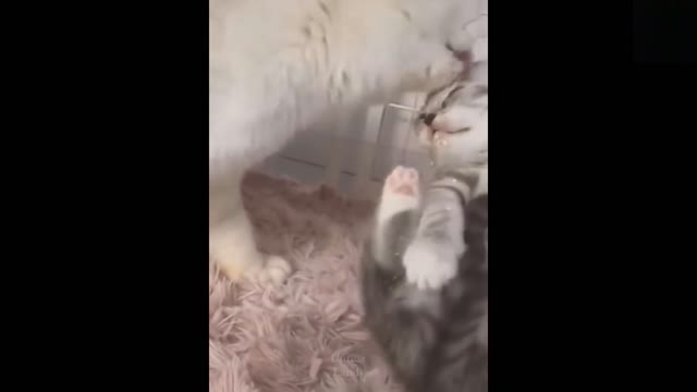 Funny animals [] Try not to laugh compilation 50