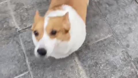 Corgi