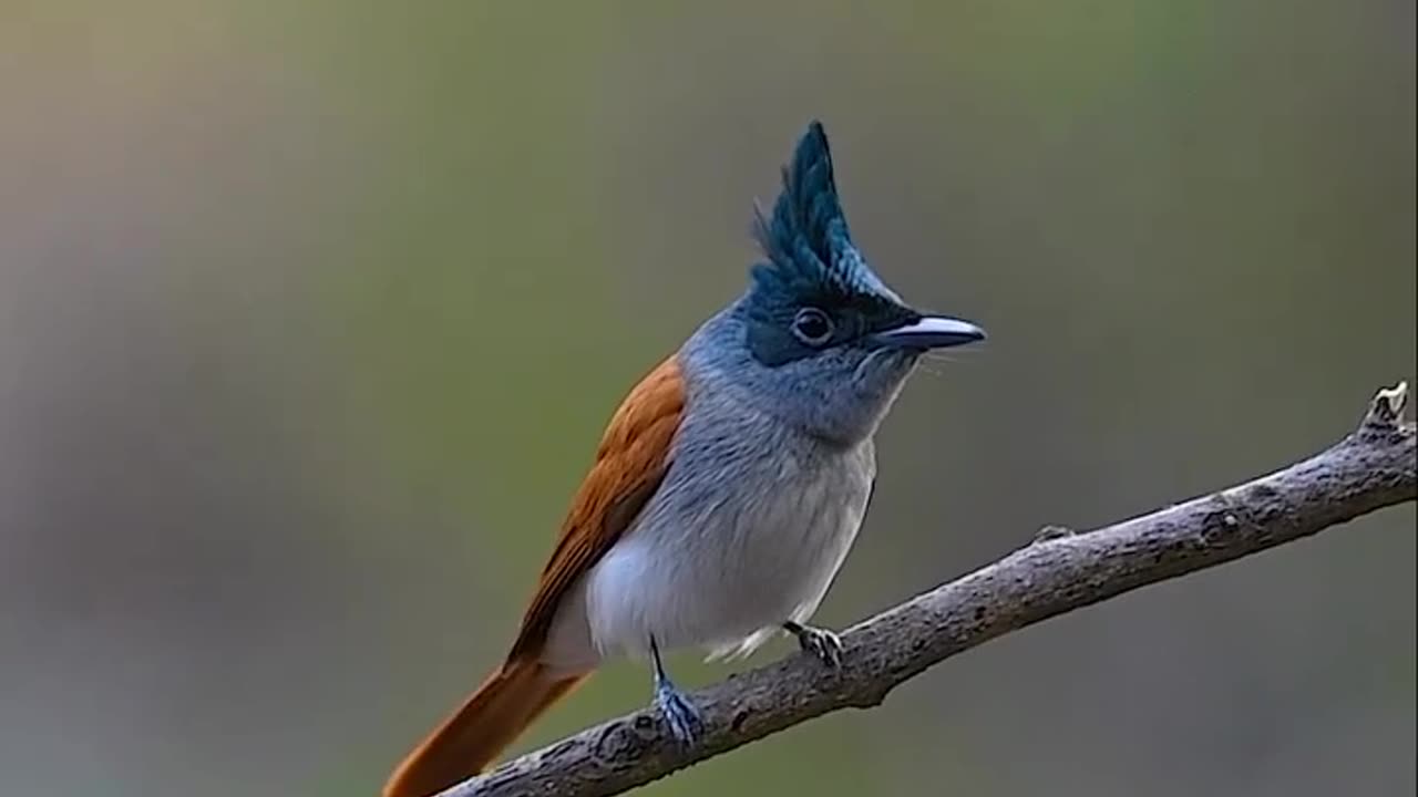 Wildlife & Funs