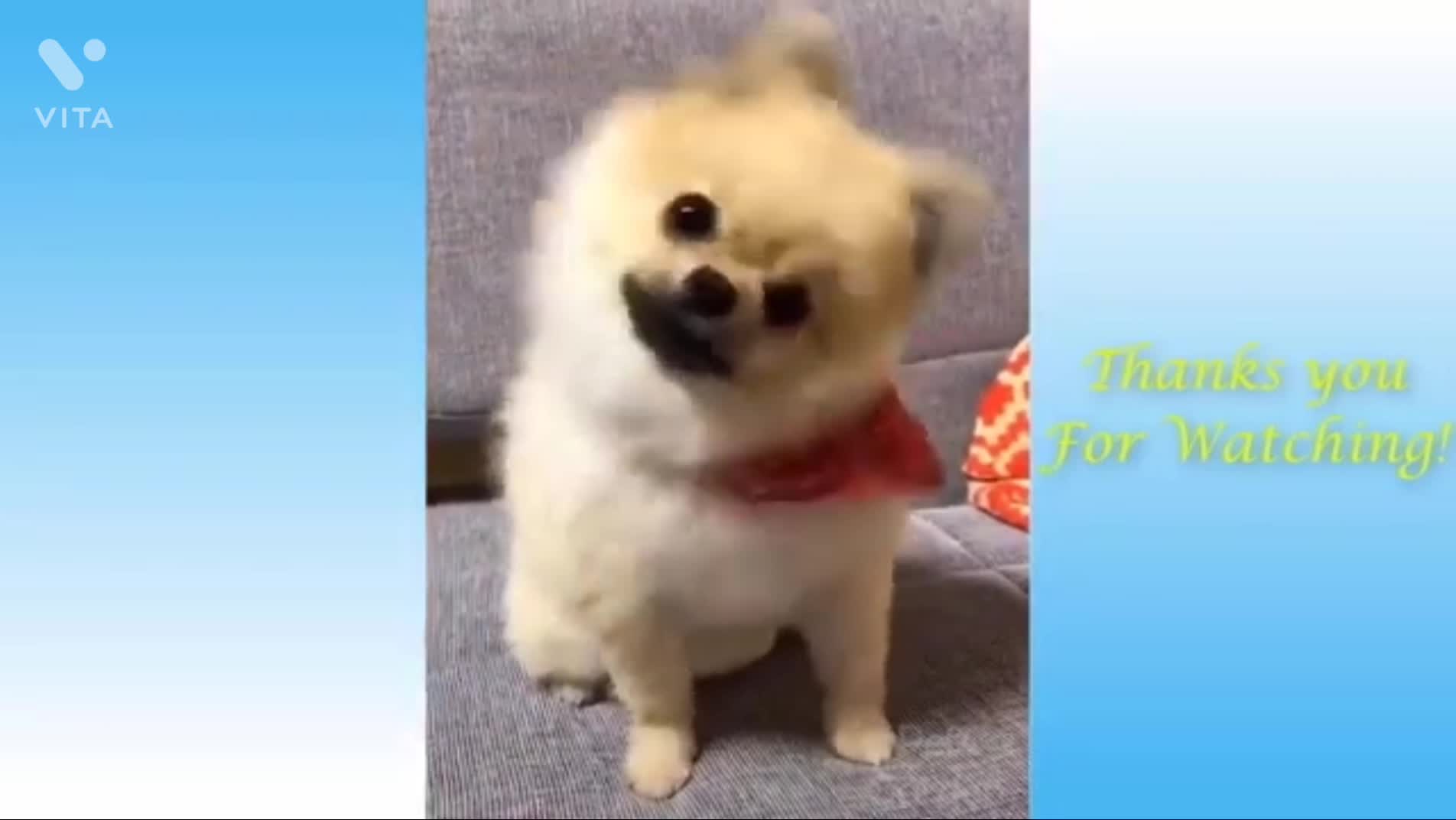 Funny animal videos ~ don't try to laugh by a.i.