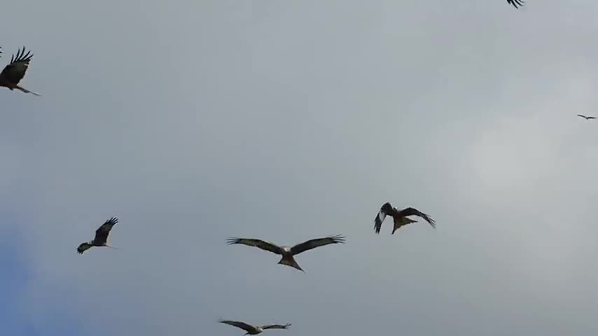 Birds flying in slow motion