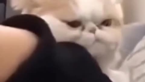 Cute Funny cat