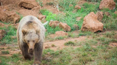 Young brown bear walking through the field