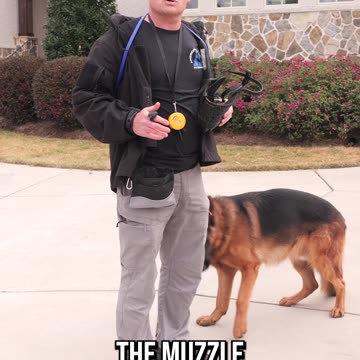 The Best Way to Muzzle Train Your Dog