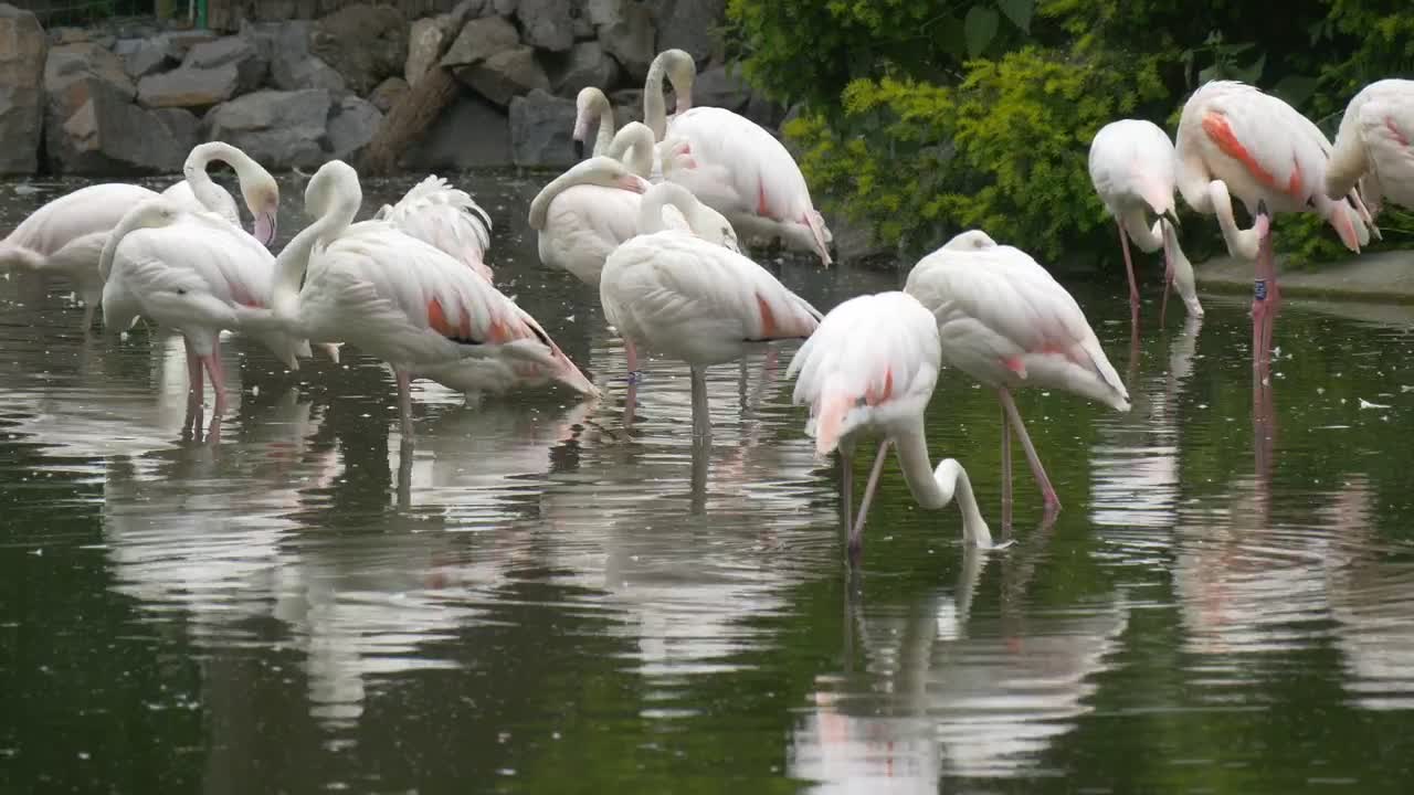 White flamingos