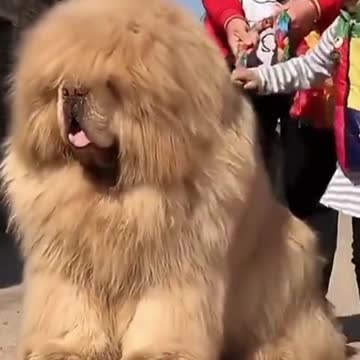 If You Want A Friend, Buy A Dog