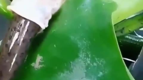 This is a beautiful and charming water-dwelling species